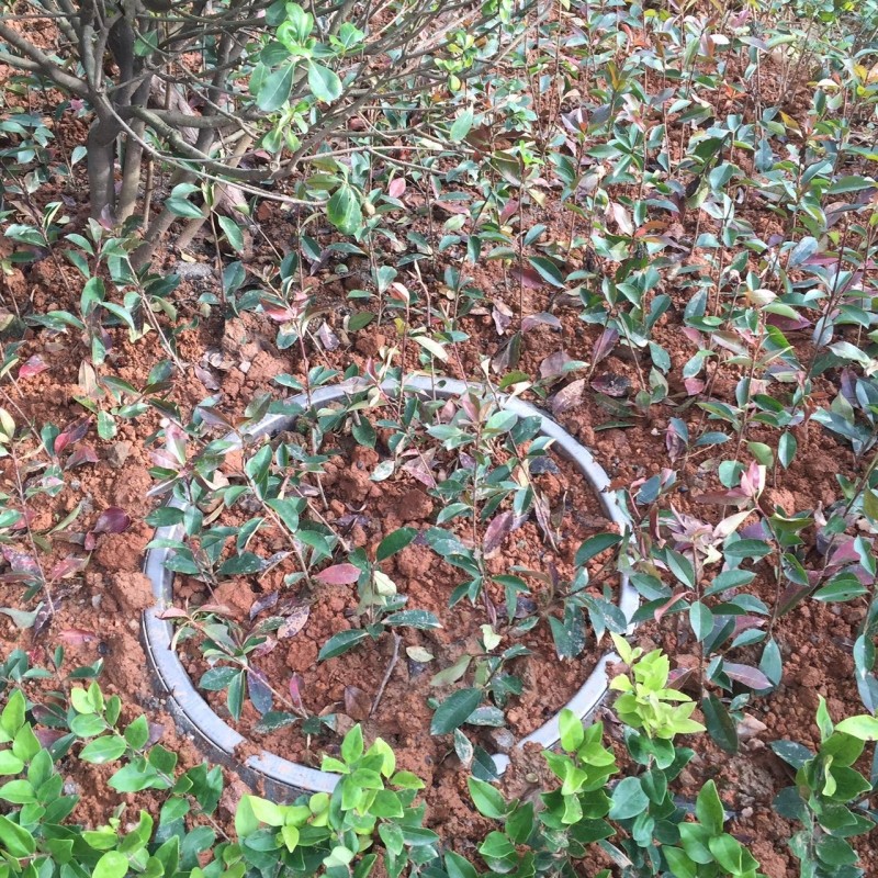 不锈钢种植井盖